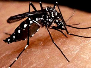  855 cidades estão em situação de alerta com risco de epidemias de dengue, chikungunya e zika