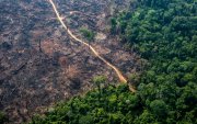 Desmatamento da Amazônia aumenta 104% em novembro e quebra recorde