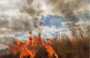 Além da Amazônia, Cerrado brasileiro também é destruído pelas queimadas criminosas
