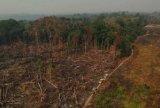 Desmatamento da Amazônia bate recorde novamente: mais de 100 hectares só em abril