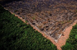 Desmatamento na Amazônia em setembro é o maior registrado na história recente