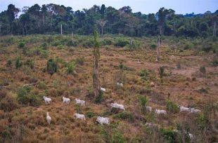 Devastação no celeiro do mundo: Amazônia e Cerrado nas mãos do agronegócio e dos militares