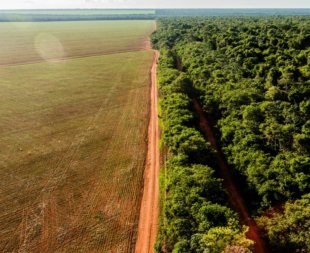 Em 34 anos, desmatamento no Brasil equivale a 3,6 vezes área de SP em prol do lucro 